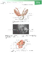 Sobotta  Atlas of Human Anatomy  Trunk, Viscera,Lower Limb Volume2 2006, page 202